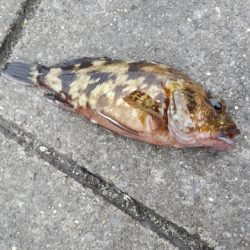 メジナチャレンジ　釣れた