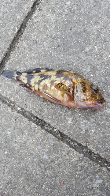 メジナチャレンジ　釣れた