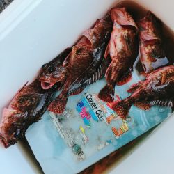 ロックフィッシング