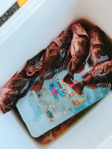 ロックフィッシング