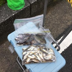 豆アジ夜釣り