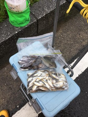 豆アジ夜釣り