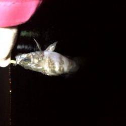 梅雨メバリング