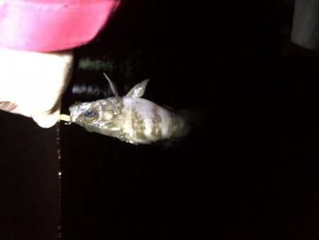 梅雨メバリング