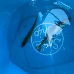 ファミリーちょい投げ