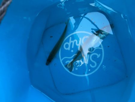 ファミリーちょい投げ