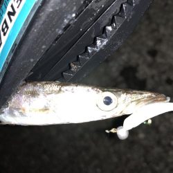 ライトワインドでカマスゲーム