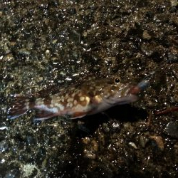 雨の中でナイトアジング