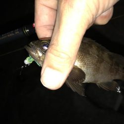 連日メバリング