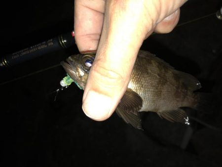 連日メバリング