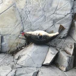 オカッパリ真鯛！！