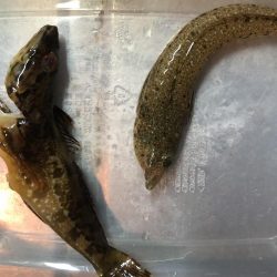 エギングロッドでキス釣り