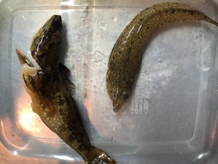 エギングロッドでキス釣り