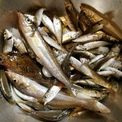 キス釣り　～丁寧に誘うといい～