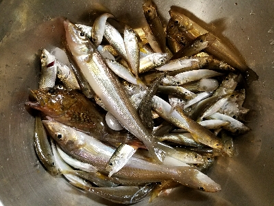 キス釣り　～丁寧に誘うといい～