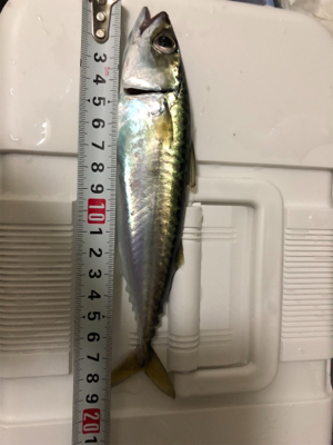 サビキ釣りで大漁