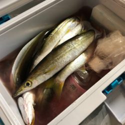 カマス釣れました