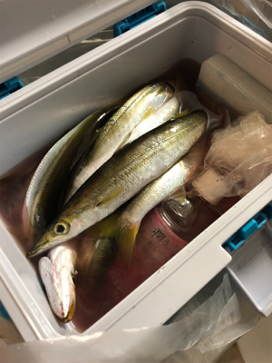 カマス釣れました