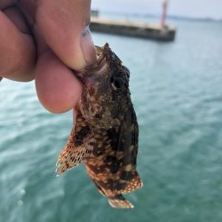 青物無しのライトゲーム