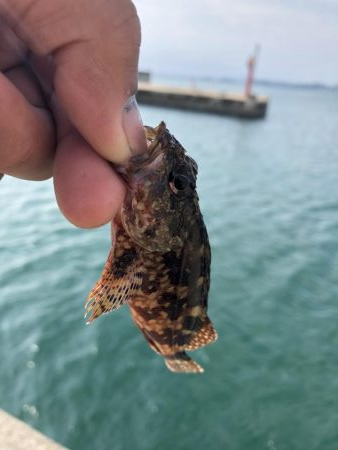 青物無しのライトゲーム