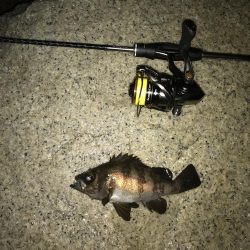 フォール➕デッドスロー