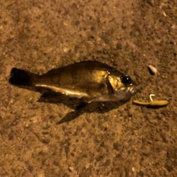 地震後のライトゲーム