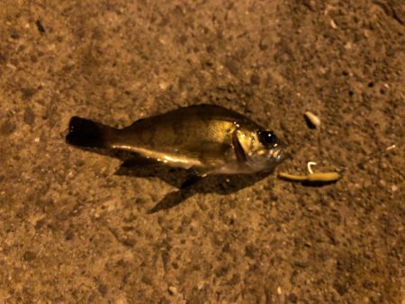 地震後のライトゲーム