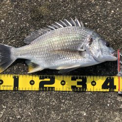 今日はライトゲームでカマスゲーム！