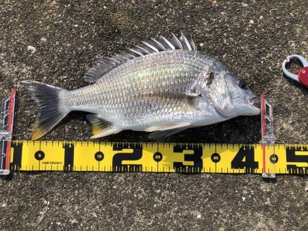 今日はライトゲームでカマスゲーム！