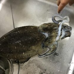 今年初イカゲッツ。