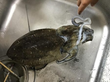 今年初イカゲッツ。