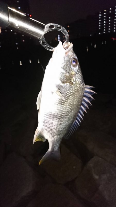 チヌ高活性！しかし…