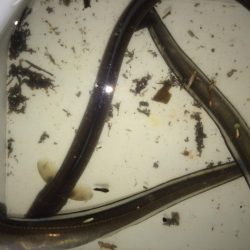 アナゴ釣り 寒かった(ー ー;)