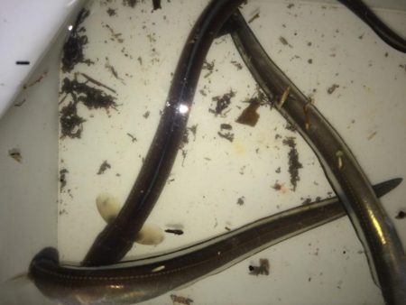 アナゴ釣り 寒かった(ー ー;)