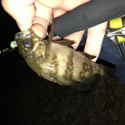 朝まずめ数釣りメバリング