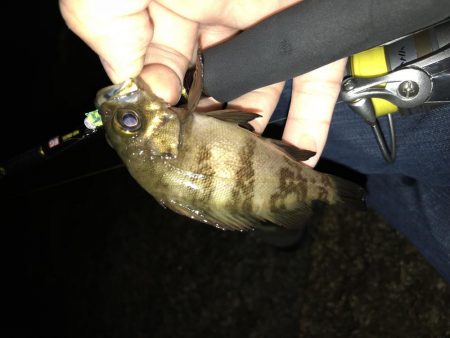 朝まずめ数釣りメバリング