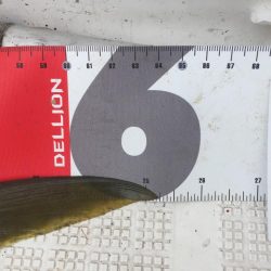 イワシをいっぱい食べて太ったハマチ。