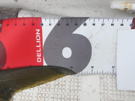 イワシをいっぱい食べて太ったハマチ。