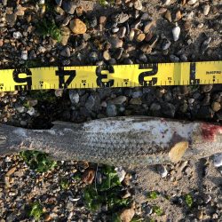 もうちょいでポン！