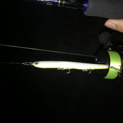 初バチ抜けシーバス