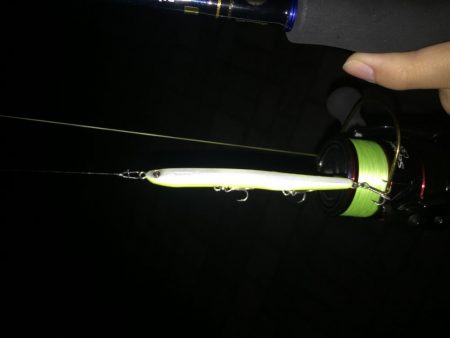 初バチ抜けシーバス