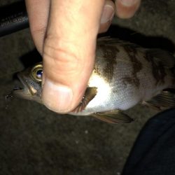 メバリング連投