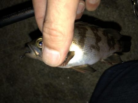 メバリング連投