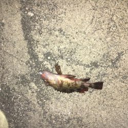 相手はガッシーのみ