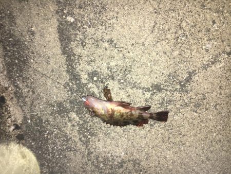 相手はガッシーのみ