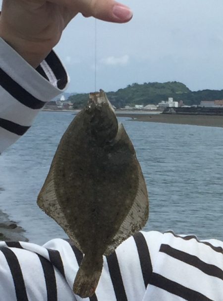 梅雨の晴れ間のキス釣り