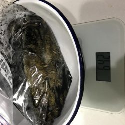 夕まずめエギング！8戦6勝