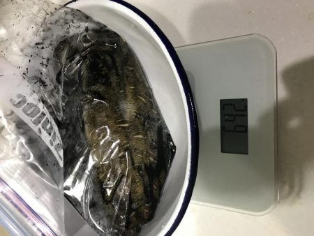 夕まずめエギング！8戦6勝