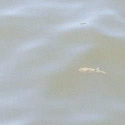 キス釣り　～鰯さん、時合短くね？～