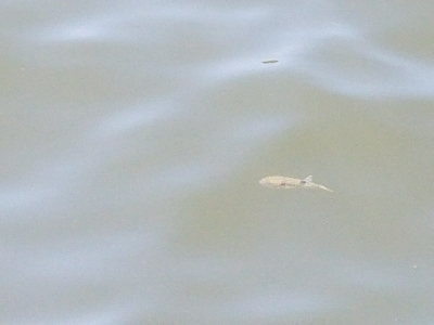 キス釣り　～鰯さん、時合短くね？～